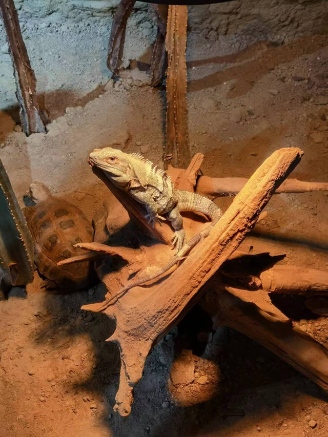 青島市內親子遛娃好去處，各種小動物太可愛啦