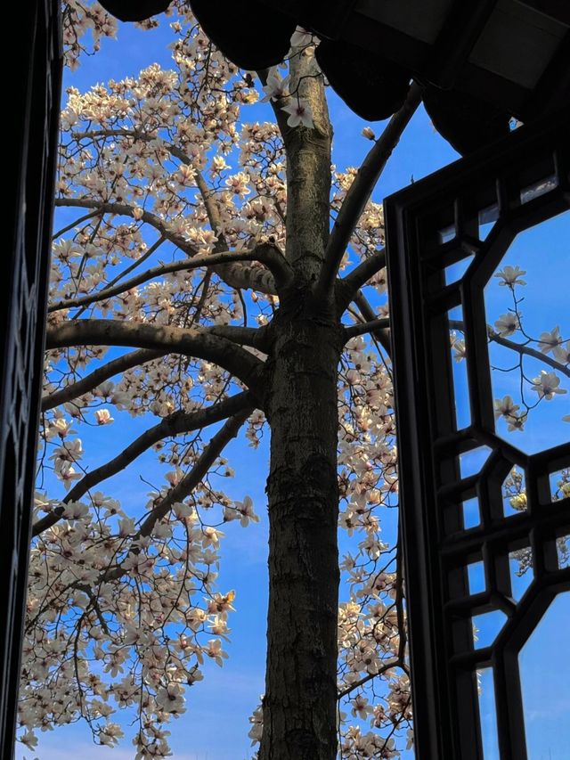 春訪蘇園，邂逅玉蘭花