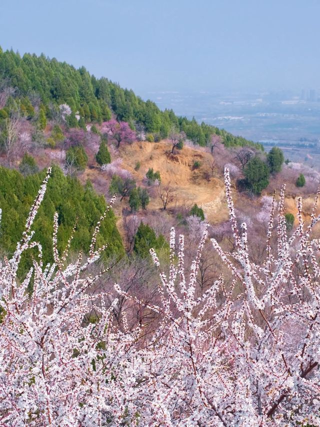 鄭州這個杏花山村快沖錯過再等一年