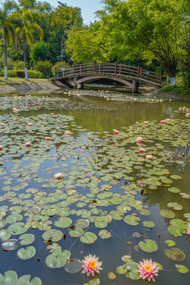 春分，莆田版莫奈花園已經上線