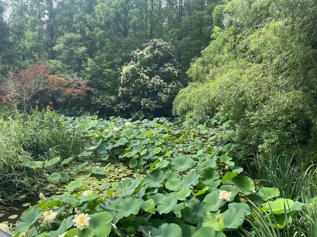 上海東平國家森林公園｜森林氧吧 快樂倍加