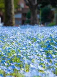 4月中旬～下旬｜茨城縣海濱公園藍色花海來啦