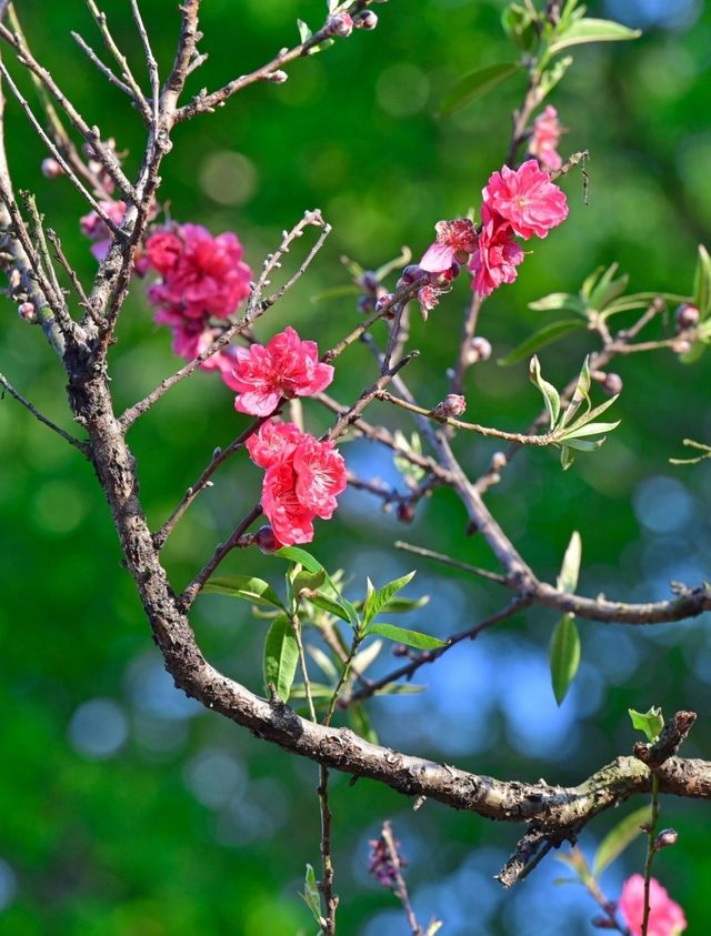 春日盛宴：佛山南國桃花谷與你相約在春天