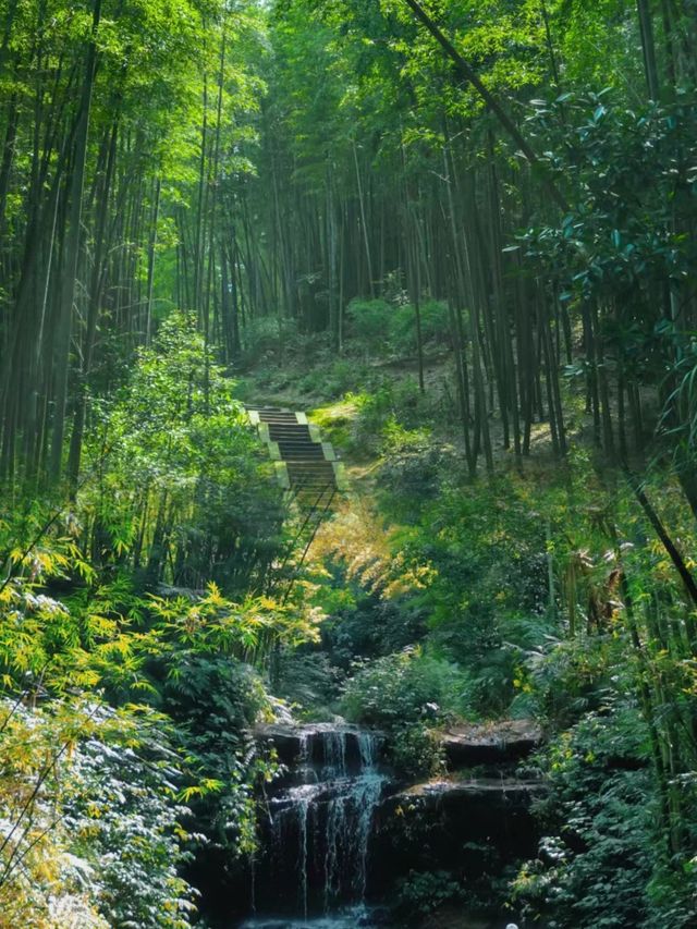 比安吉竹海還要美！後悔去晚了！