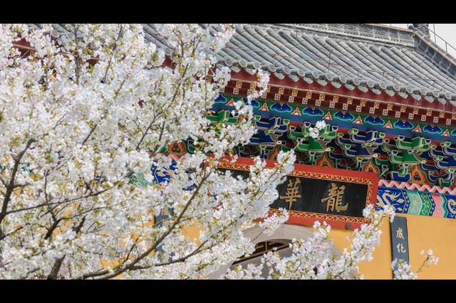武漢嘴真嚴，這麼美的櫻花古寺不宣傳