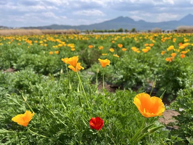 拉市海遠山、近水、花海艷如畫