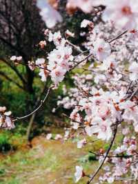 哇塞！發現一個比望月公園櫻花更美的拍照勝地！！