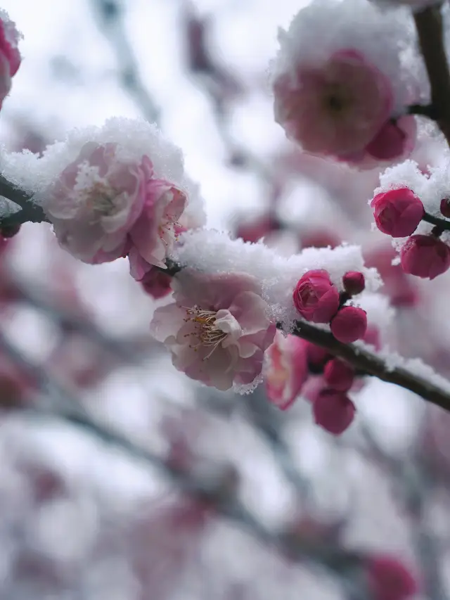 湖州的梅花開了，千年道觀藏著江南的寒梅傲雪