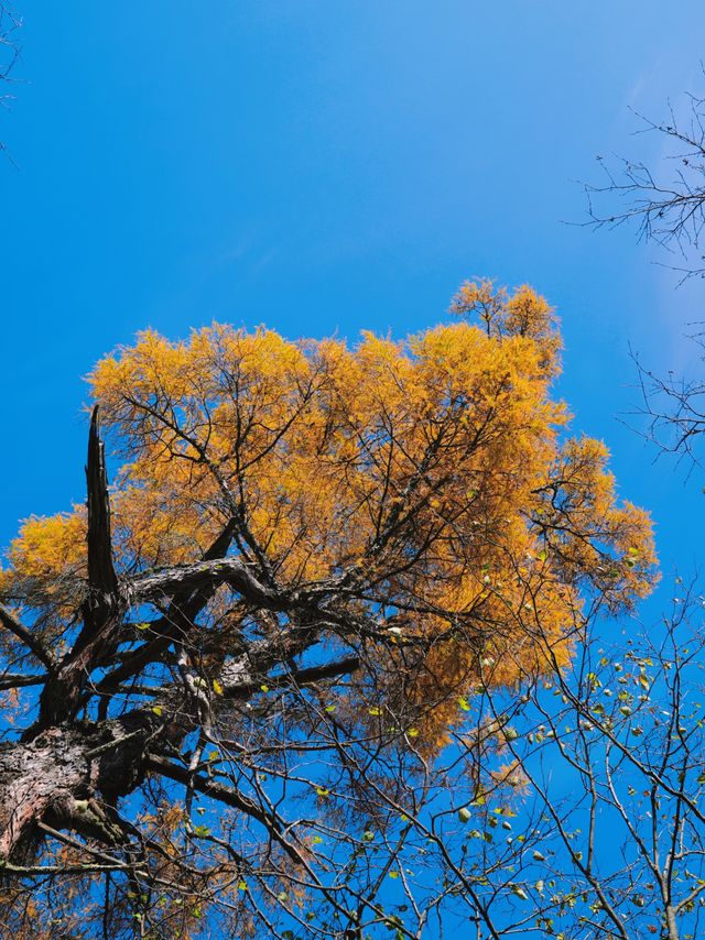 十一我在這裡遇到了最美的秋景