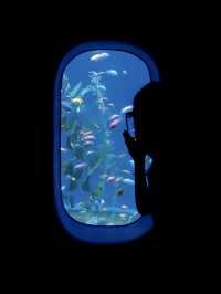 深圳海洋館|掉入 藍色夢境🫧