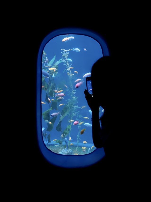 深圳海洋館|掉入 藍色夢境🫧