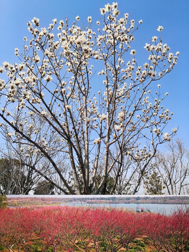 魔都香雪海 | 奉賢海灣折梅花