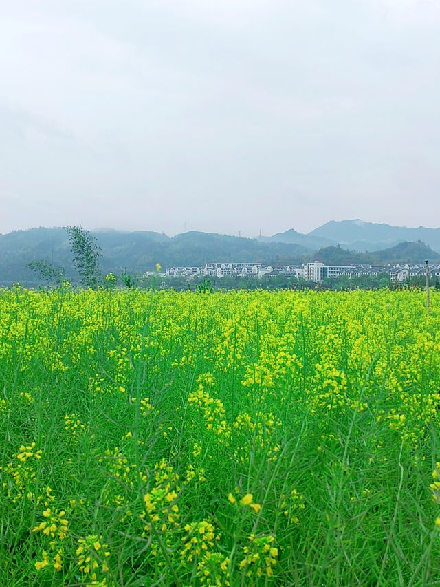 油菜花接近尾聲，但依然是最亮的一抹春色