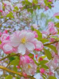 北京賞花｜回到童年的大雪山 桃花已然朵朵開