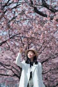 櫻花難民在東京拍到了人生照片！