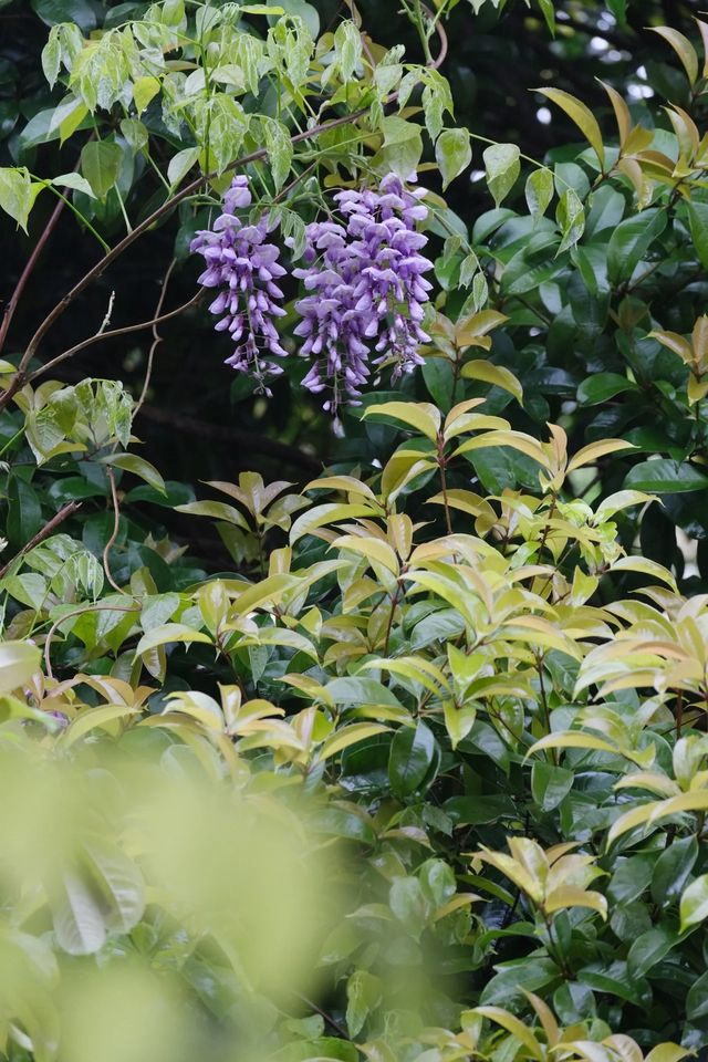 櫻花公園紫藤花瀑布開爆！！