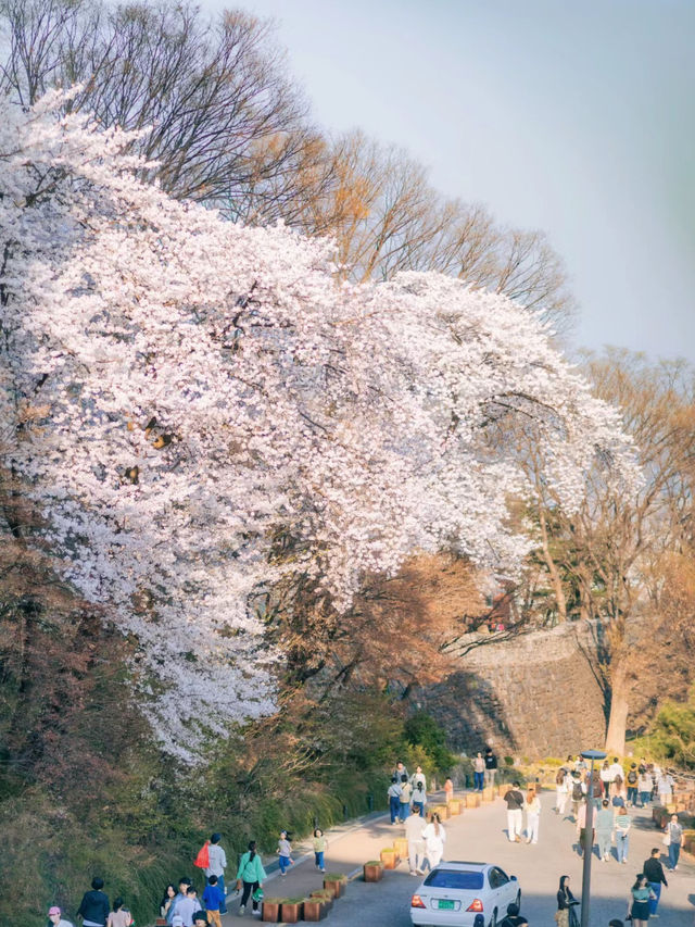 The spring train from Seoul Tower to sakura🌸