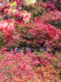 Rhododendrons at Mulan Yunwu Mountain 🌺