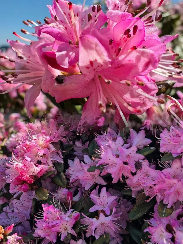 The rhododendrons on the high mountains of Wumeng have all bloomed, won't you go?