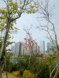 周末踏青賞花，那就來福州這個最大的綜合性公園吧！