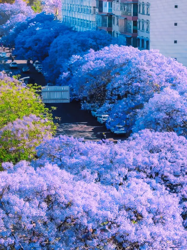 五一西昌遊！賞花