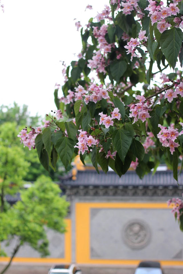 赴約常熟清涼寺百年楸樹開花