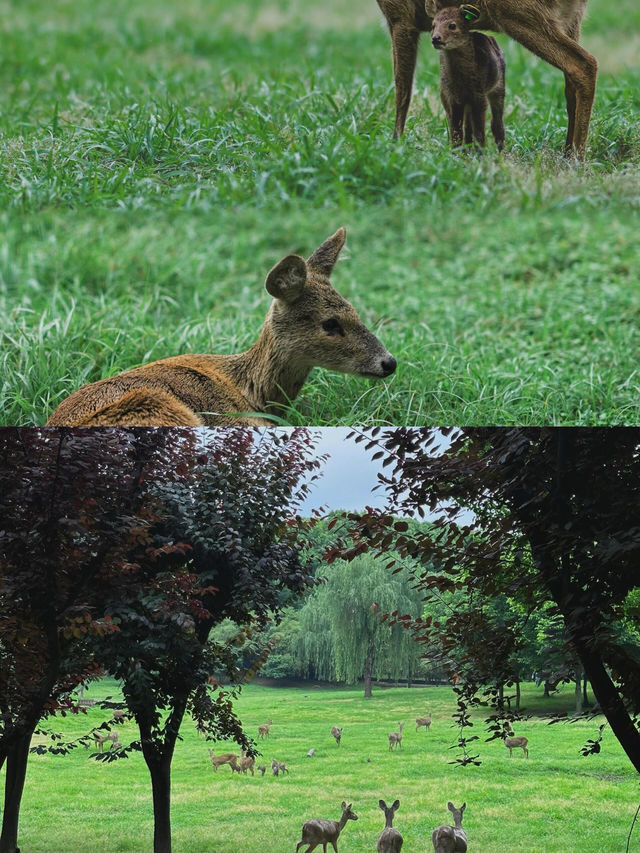 上海的公園已然進階到新高度