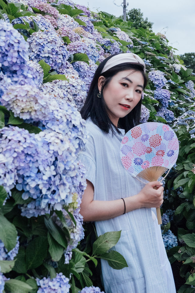 東京舊中川 | 晴空塔下紫陽花開滿河岸