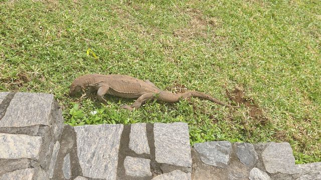 加勒古堡的慢生活
