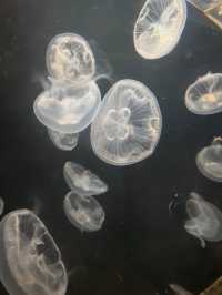 Shanghai Ocean Aquarium: Underwater Wonders