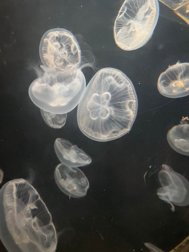 Shanghai Ocean Aquarium: Underwater Wonders