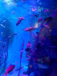 沈陽遛娃| SeaLife海洋探索中心
