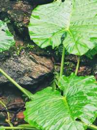 瓊中百花嶺爬山好去處