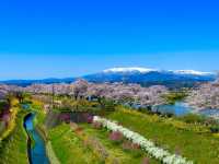 白石川一目千本櫻