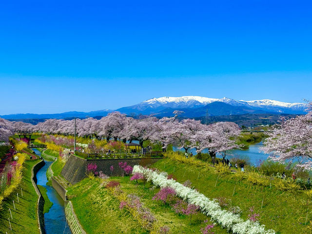 白石川一目千本櫻