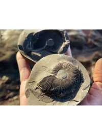 UK Top Fossil Hunting Destinations & My Essential Tips🦖💓
