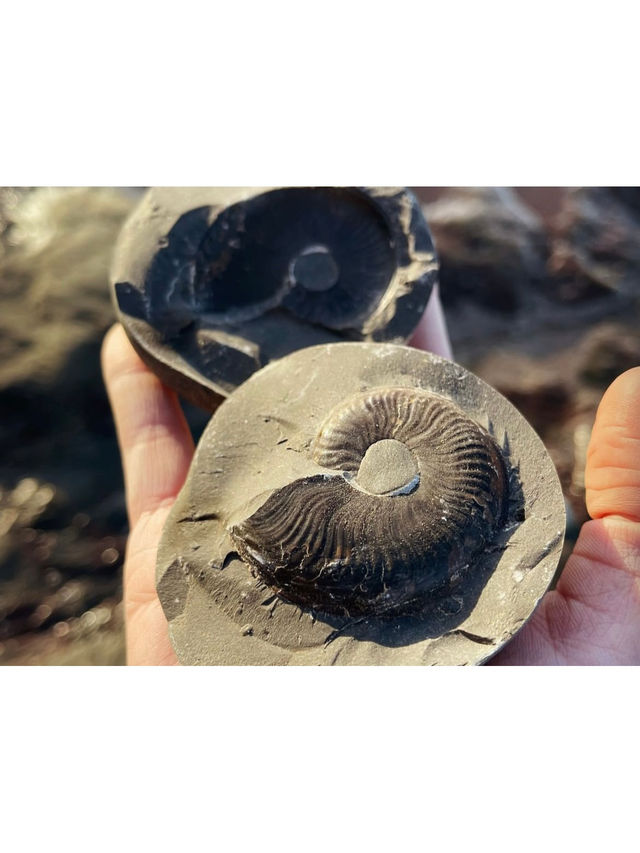 UK Top Fossil Hunting Destinations & My Essential Tips🦖💓