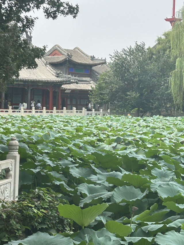保定:古蓮花池 保定:古蓮花池