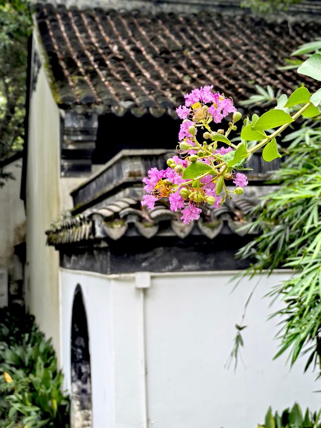 醉白池，上海人都不太熟悉的後花園。