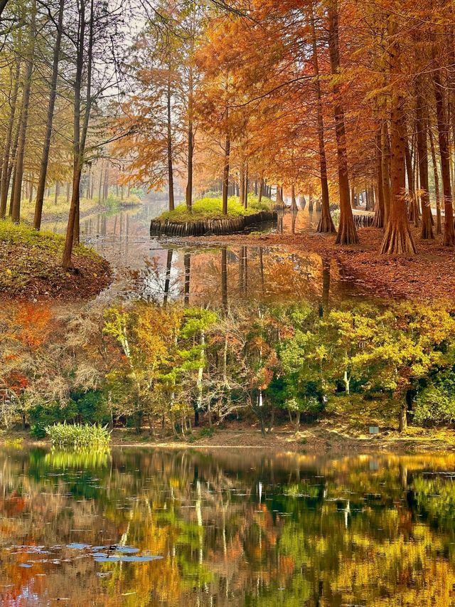 如果錯過了明孝陵的秋天,那該有多遺憾呀。