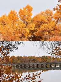 巴楚縣紅海景區胡楊島是一處令人流連忘返的自然美景勝地。