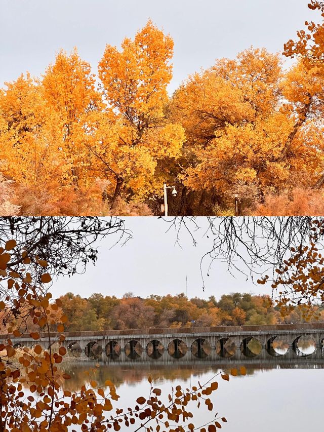 巴楚縣紅海景區胡楊島是一處令人流連忘返的自然美景勝地。