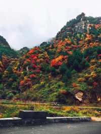 【秦嶺秋色】S101公路上的紅葉盛宴與黑龍口美食之旅。