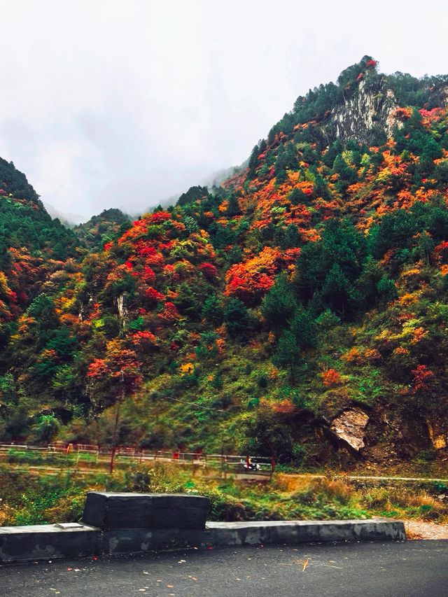 【秦嶺秋色】S101公路上的紅葉盛宴與黑龍口美食之旅。