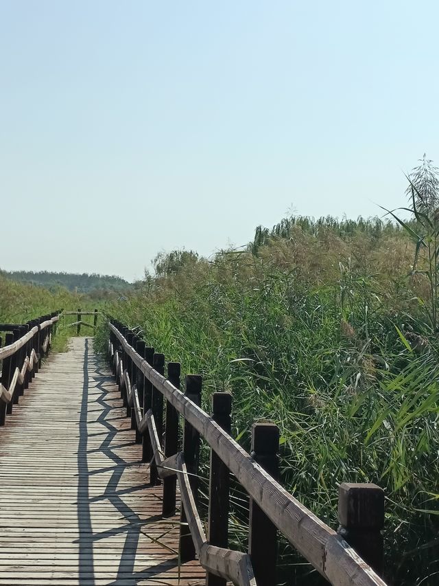 秋日逛公園之西青郊野公園。