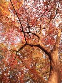 先看大雁塔紅楓，再看千年古銀杏樹吧。