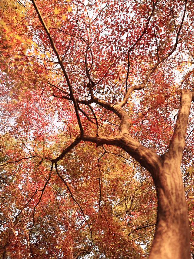 先看大雁塔紅楓，再看千年古銀杏樹吧。
