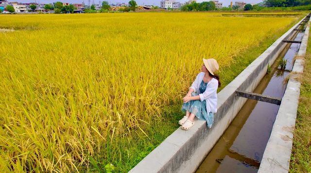 江門聖堂的稻花香。