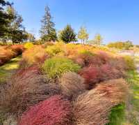 秋季的辰山植物園絕美！地膚、花牆、撿秋走起。