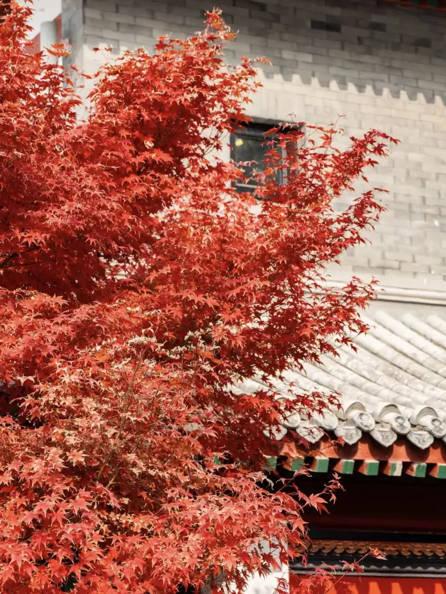 紫竹院楓葉已到 next level！。